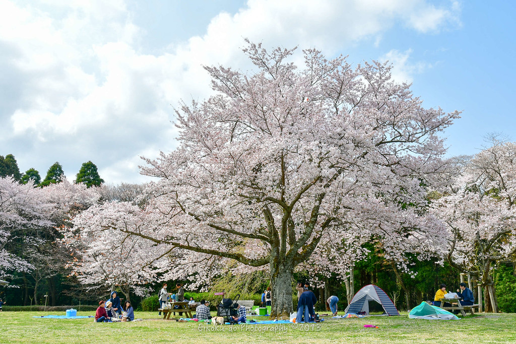 さくらの名所100選のひとつ 泉自然公園の桜 April 18 八五九堂 Blog