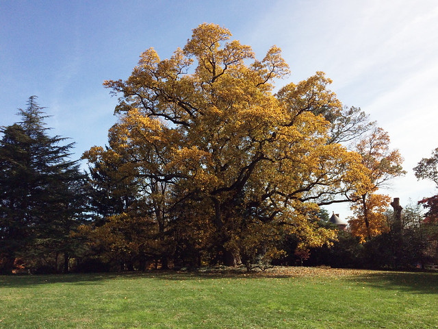 200-year-old Poplar Tree