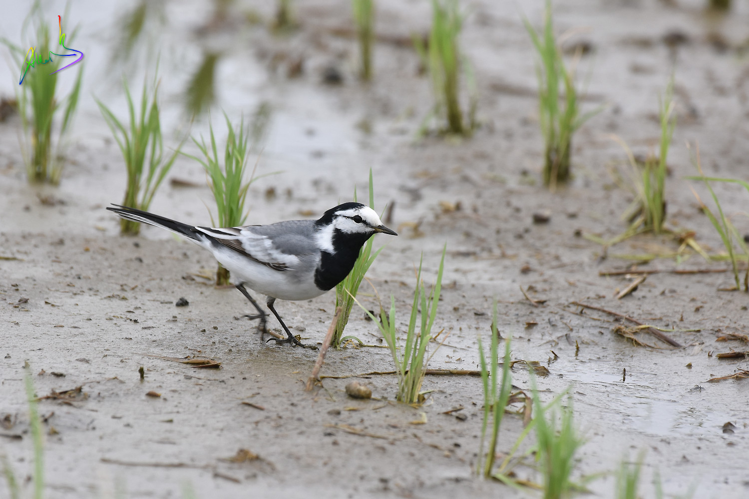White_Wagtail_1238