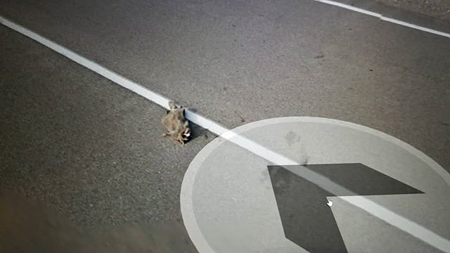 Dead Raccoon. #ridingthroughwalls #xcanadabikeride #googlestreetview #ontario #roadkill