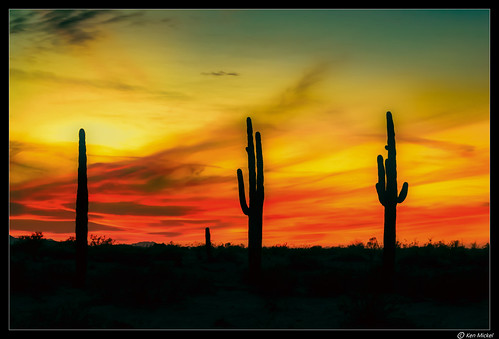 arizona cacti cactus clouds cloudy desert estrellla fineart goodyeararizona kenmickelphotography landscape landscapedesert misc outdoors plants saguaro sunsets backlighting nature photography goodyear unitedstates us