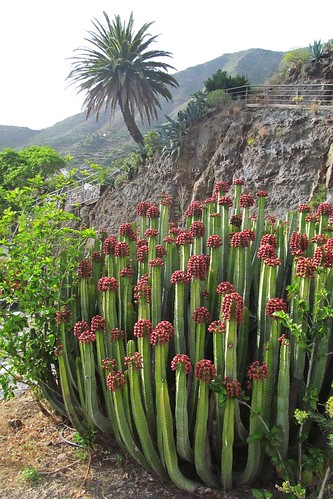 cactus plants masca tenerife canaryislands spain vegetation palm green travels flora 7dwf