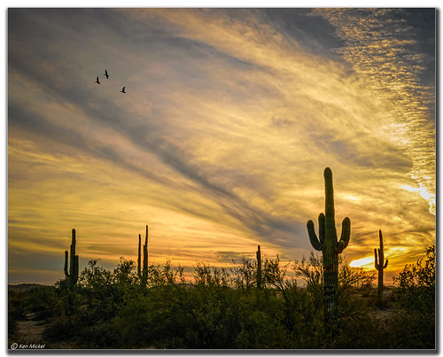 arizona cacti cactus clouds cloudy desert estrellla goodyeararizona kenmickelphotography landscape landscapedesert outdoors plants saguaro sunsets backlighting backlit nature photography goodyear unitedstates us