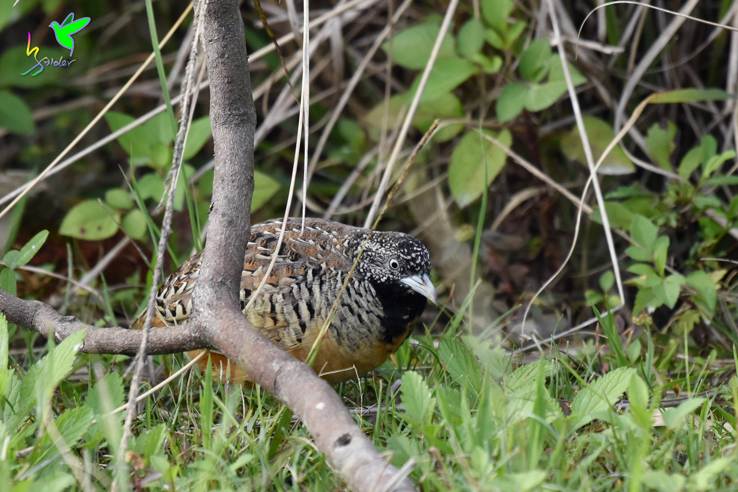 Barred_Buttonquail_9585