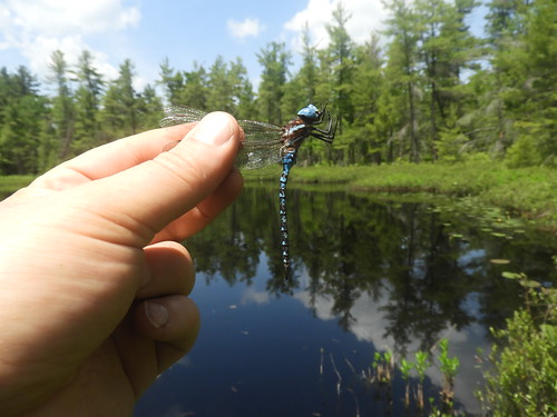 f17woo31 columbusbog warrencountypennsylvania peatlandsproject rhionaeshnamutata spatterdockdarner odonate dragonfly insect