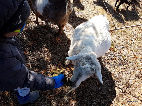 Goats eating cedar