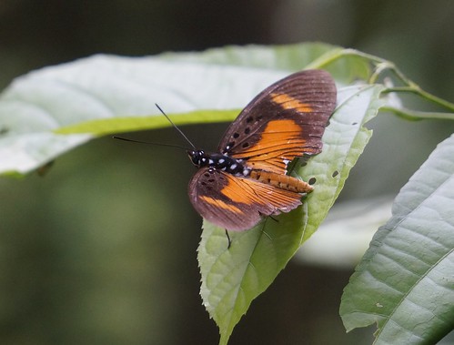 pseudacraeaeurytus falsewanderer nymphalidae butterfly insect fauna bayelsastate nigeria nigerdelta westafrica koroama koroamaforest