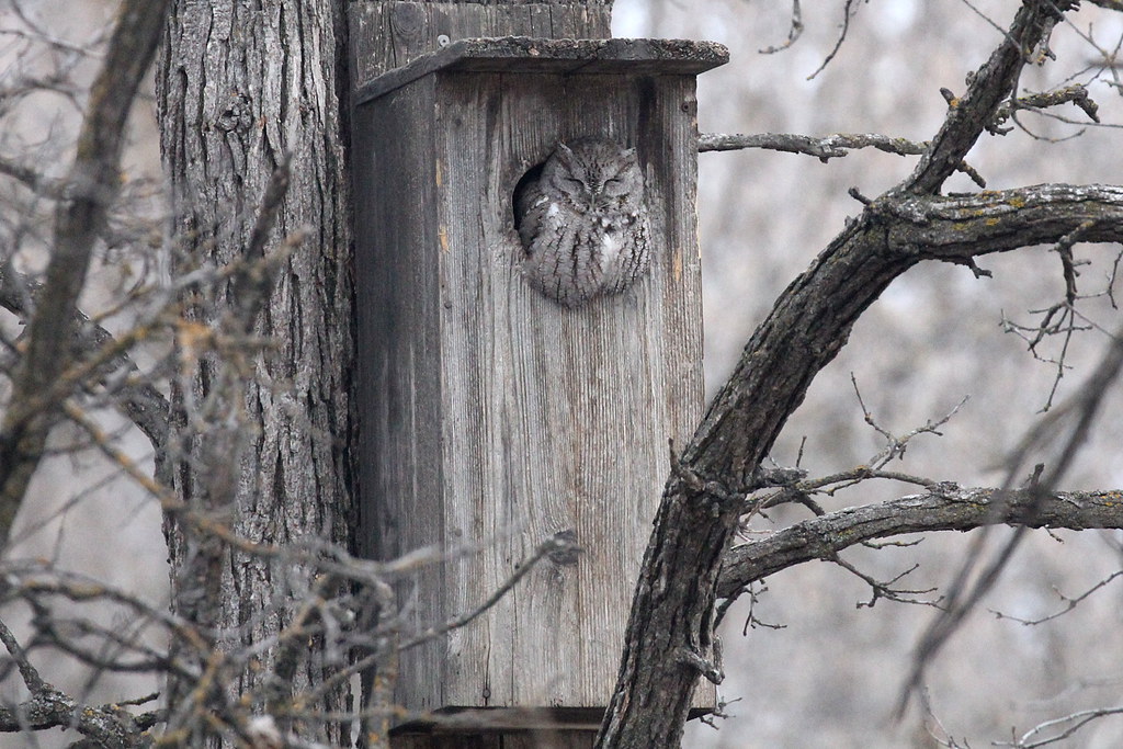 Photograph titled 'Eastern Screech-Owl'