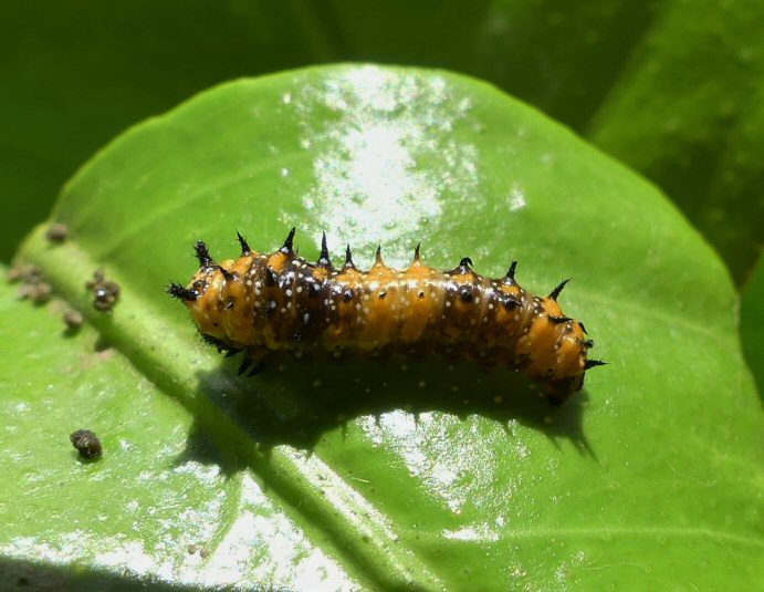 Dingy Swallowtail larva instar