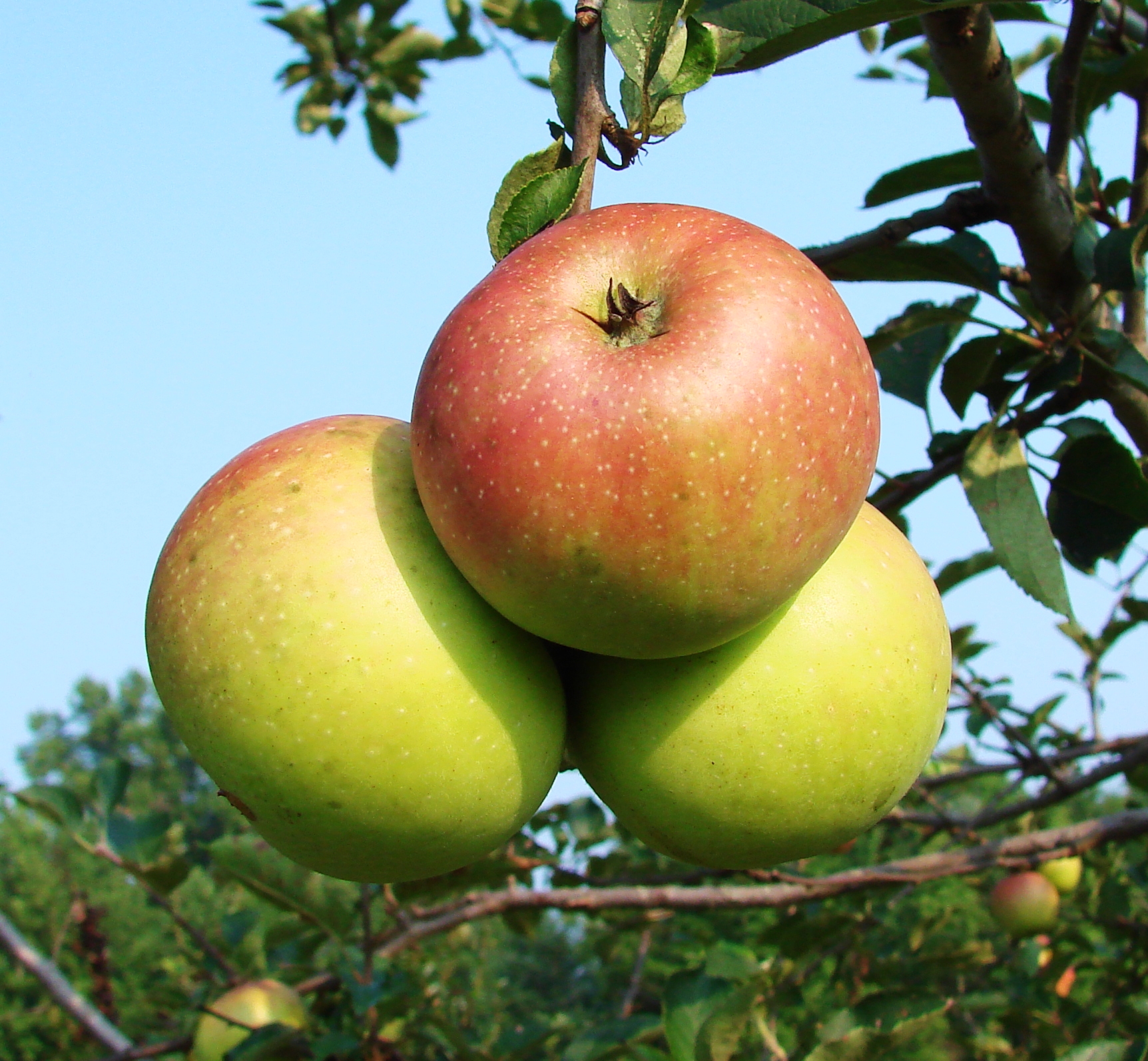 Фото яблони орлинка фото и описание сорта фото