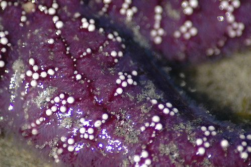 Starfish Macro