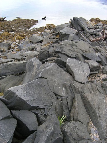 alaska beach dog rocks wrangell