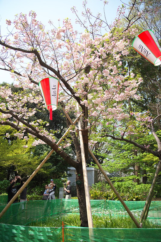 上野公園の八重桜