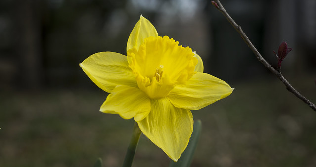 crocus or daffodil?