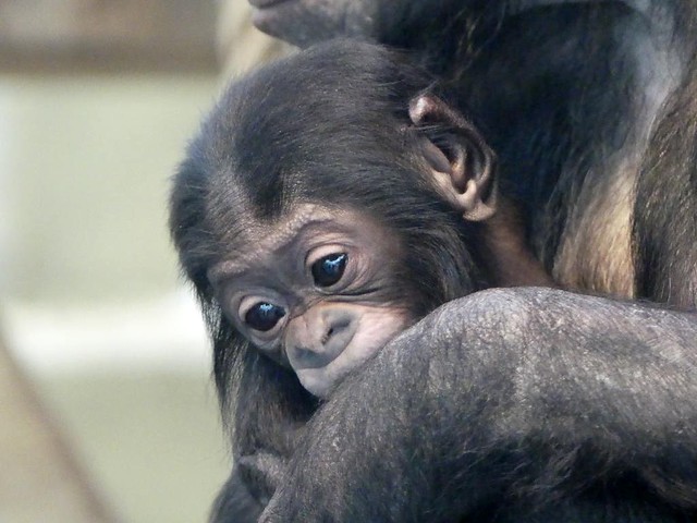 Bonobo, Wilhelma