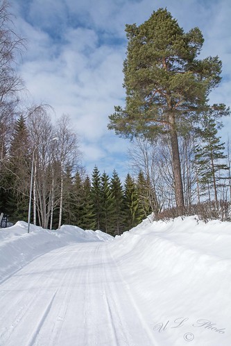 dsc4048 sweden sverige västernorrland ångermanland väja grannskap neighborhood latn62°5818lone17°427 birch björk gran spruce winter midday eftermiddag snow snö brantbacke hill atranswe