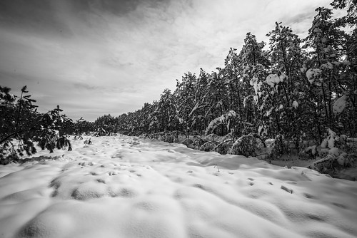 dogwood dogwood2018 leadinglines snow snowcovered pines pinebarrens lacey nj newjersey landscape cotton