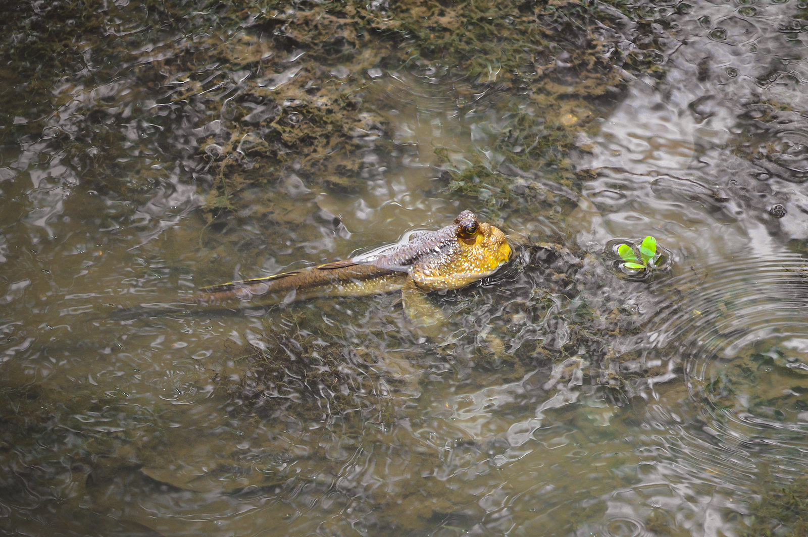 Sungei Buloh Wetland Reserve, Singapore 2018