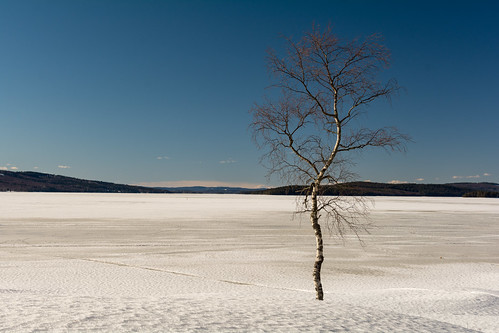 bergslagen foliage forest lake landsbygd ludvika sjö tree träd vinter winter dalarnaslän sweden se