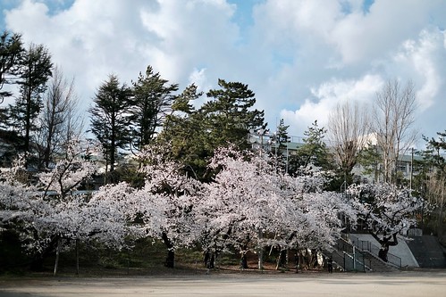 内野の桜 2018