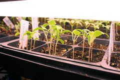 seedlings IMG_7439