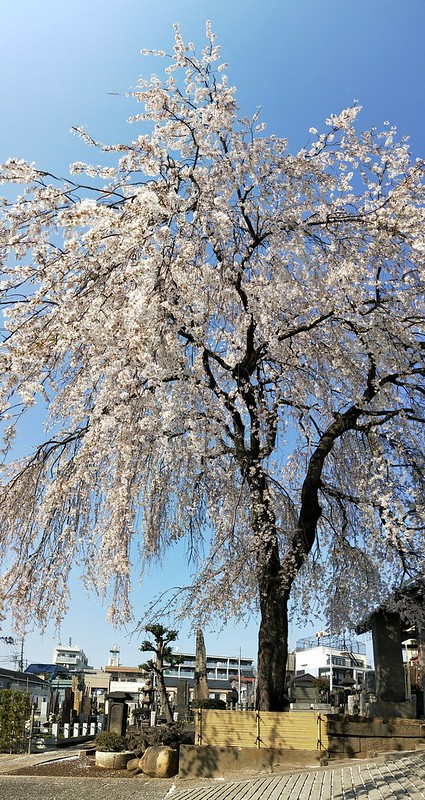 谷中の長明寺の枝垂れ桜