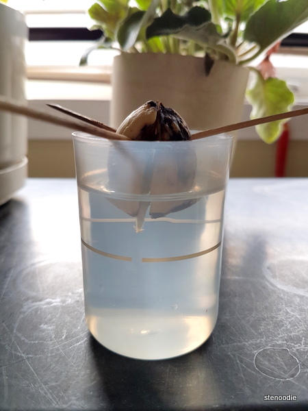  avocado seed sprouting roots