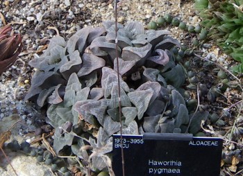 Haworthia pygmaea 27645429538_b58b432c15_o