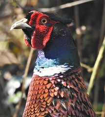 Pheasant - Close-Up Profile - Clara Vale