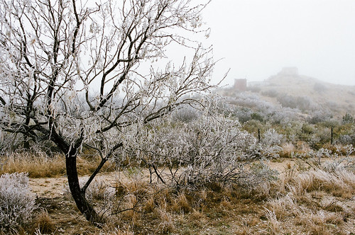 texas snow ice tree landscape frozen white rime