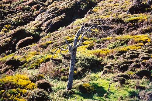 tree bushes gorse hydrocarpa twisted gnarled bush hillside moresreserve riverton southisland newzealand november 2005 scanned 35mm fujifilm asa200 southland southenscenicroute
