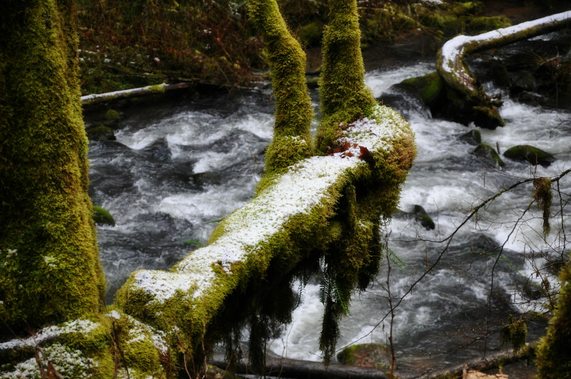 McDowell Creek Falls Snow Limb @ Mt. Hope Chronicles