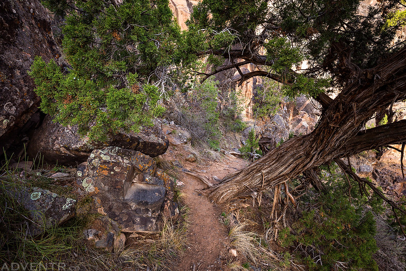 Twisted Tree Trail