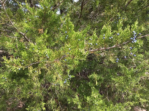 juniperusashei ashejuniper juniperus cupressaceae lovecountyoklahoma oklahoma