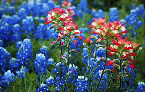 bluebonnettrails bluebonnets ennis spring tx texas wildflowers blue indianpaintbrush red orange