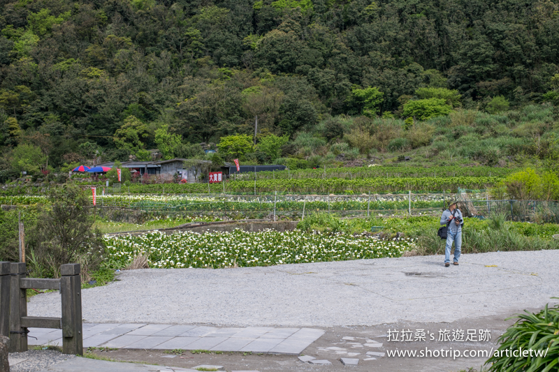 竹子湖海芋季｜台北陽明山頂湖環狀步道，包圍於潔白海芋中的田園小徑，愜意散步、拍照、賞海芋趣