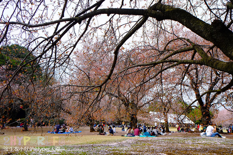 東京賞櫻首推【新宿御苑】氣氛超好還可以看到櫻花雪！內附交通攻略、門票、和開放時間資訊，裡面竟然還有百年植物園可以逛哦！ @強生與小吠的Hyper人蔘~