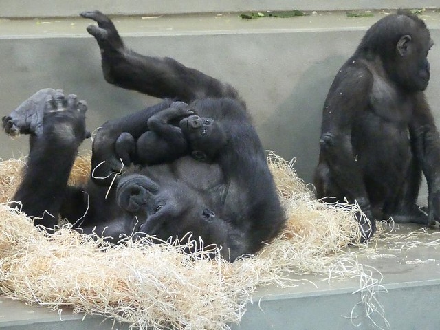 Gorilla Tuana mit Pelu, Wilhelma