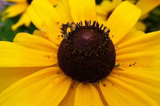 Black-eyed susan with a small caterpillar at the top of the center disk, with lots of dark brown spikes sticking off its body.