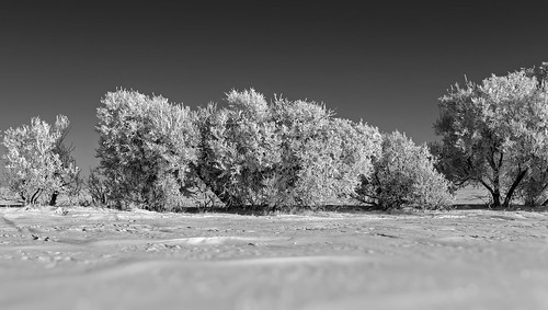beiseker alberta canada ca winter trees frost monochrome bw outdoor blackandwhite nature landscape