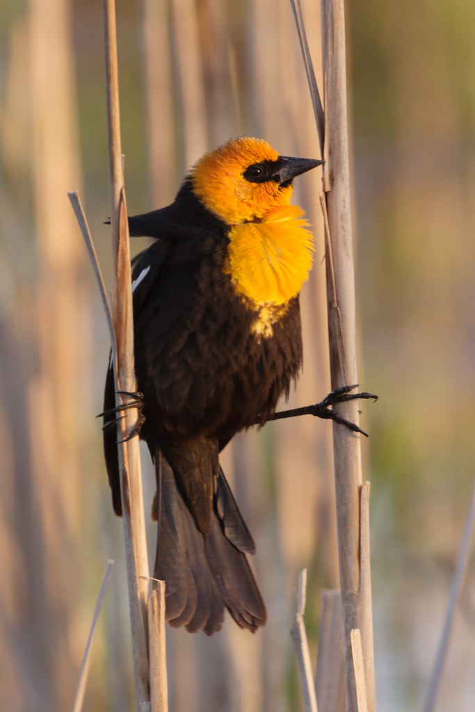 A yellow-headed blackbird straddles two stems at Rest Lake at Ridgefield National Wildlife Refuge in Washington