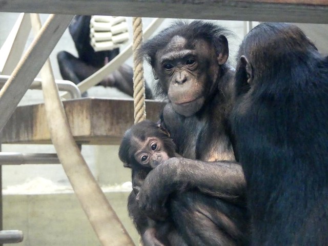 Bonobo, Wilhelma