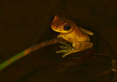 Lesser Treefrog (Dendropsophus minutus)