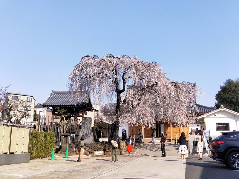 谷中の長明寺の枝垂れ桜