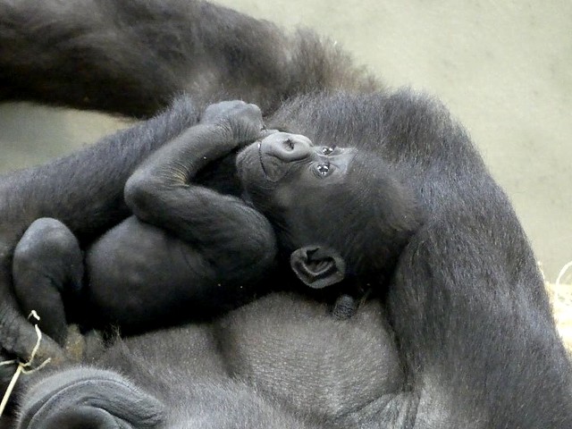 Gorilla Pelu, Wilhelma
