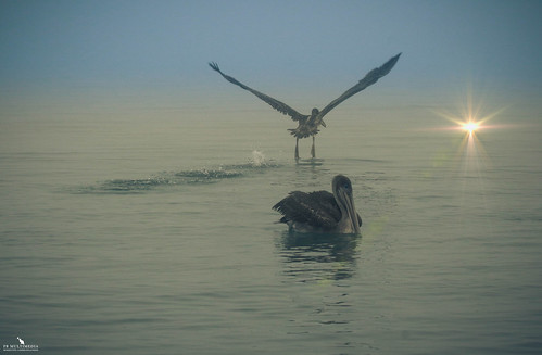 galapagos brown pelican bird sea water island sunset ecuador pbmultimedia