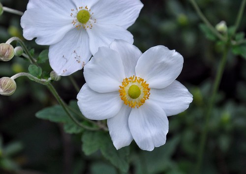 Pretty white flowers - Anemona japonica (explored 14/03/18)