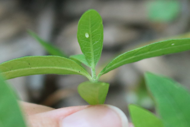 Small milkweed with wide leaves, one with an egg underneath.