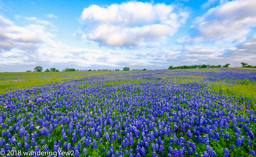 fujixpro2 oldindependencerd texas texaswildflowers washingtoncounty bluebonnet flower wildflower