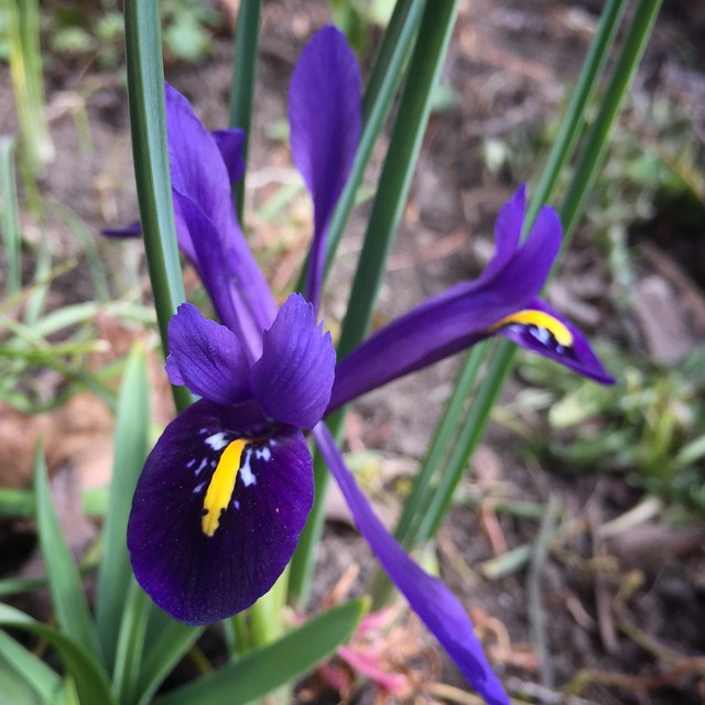 Purple Reticulated Iris